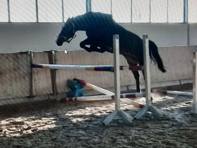 Bayerisches Warmblut Stute 14 Jahre 168 cm Dunkelbrauner in Bad Griesbach im Rottal