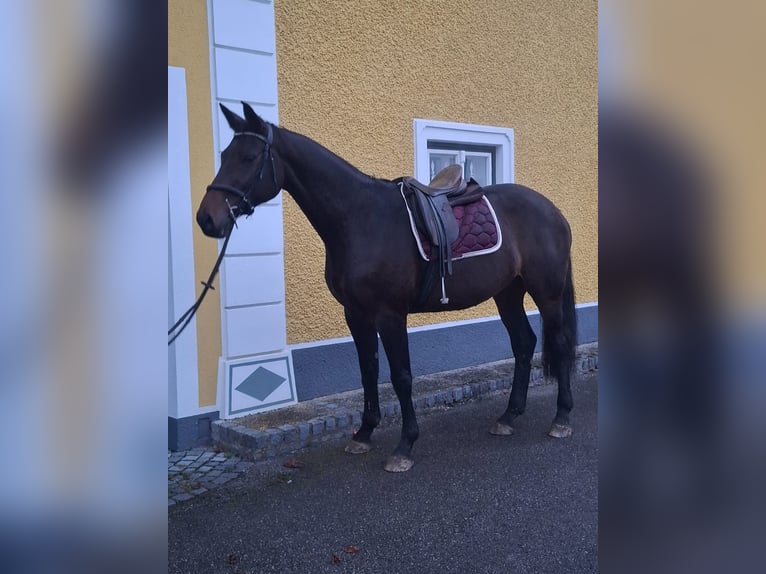 Bayerisches Warmblut Stute 14 Jahre 169 cm Rappe in Amstetten