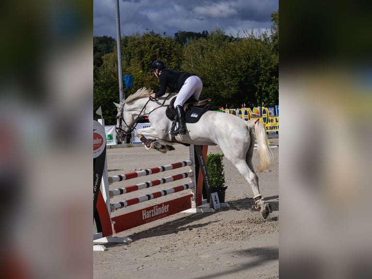Bayerisches Warmblut Stute 14 Jahre 170 cm Schimmel in Freden (Leine)