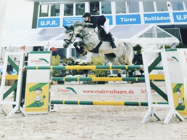 Bayerisches Warmblut Stute 14 Jahre 170 cm Schimmel in Freden (Leine)
