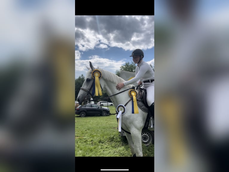 Bayerisches Warmblut Stute 14 Jahre 170 cm Schimmel in Freden (Leine)
