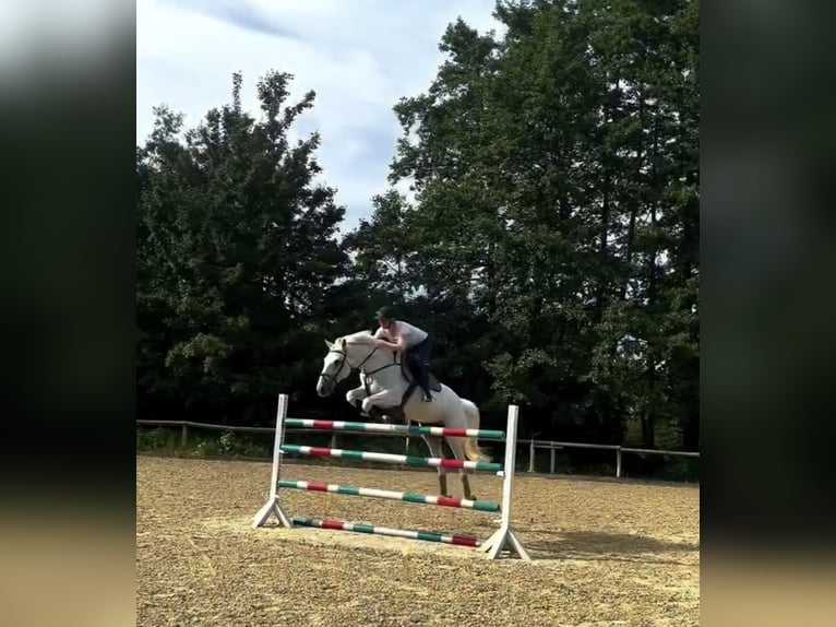Bayerisches Warmblut Stute 14 Jahre 170 cm Schimmel in Freden (Leine)