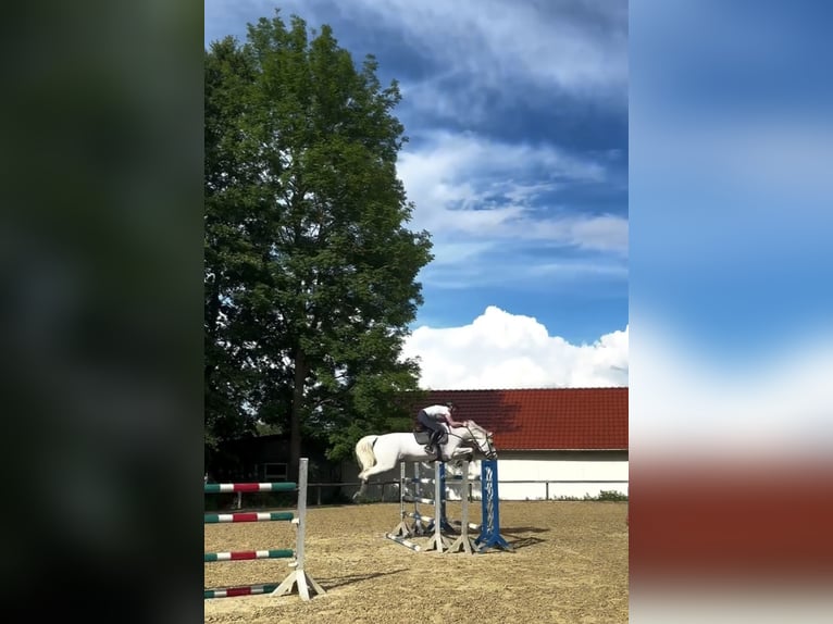 Bayerisches Warmblut Stute 14 Jahre 170 cm Schimmel in Freden (Leine)