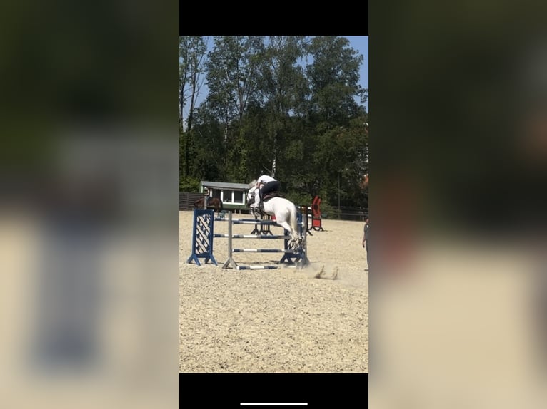 Bayerisches Warmblut Stute 14 Jahre 170 cm Schimmel in Freden (Leine)