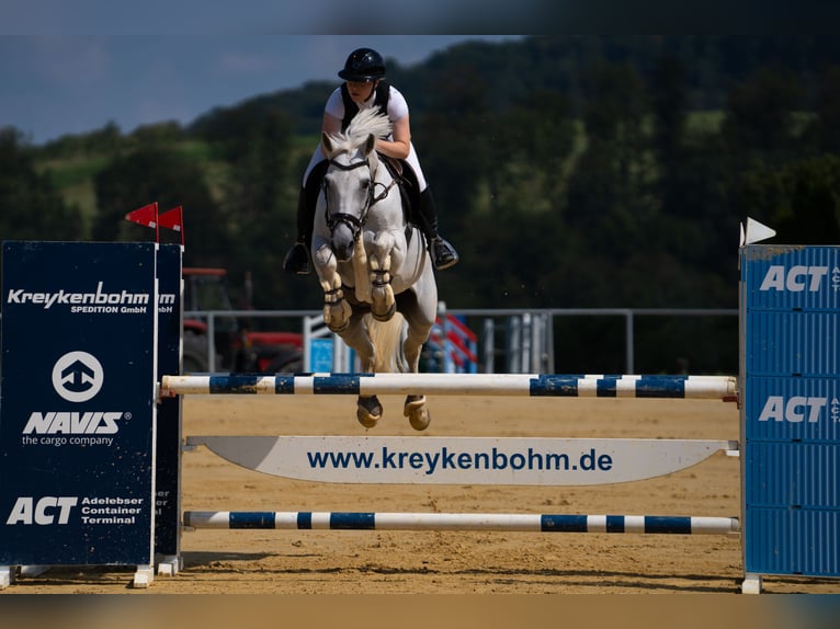 Bayerisches Warmblut Stute 14 Jahre 170 cm Schimmel in Freden (Leine)