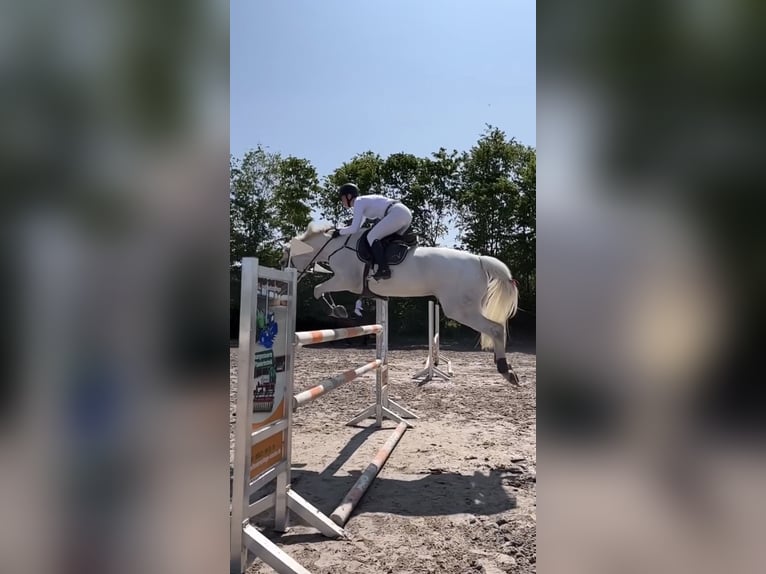 Bayerisches Warmblut Stute 14 Jahre 170 cm Schimmel in Freden (Leine)