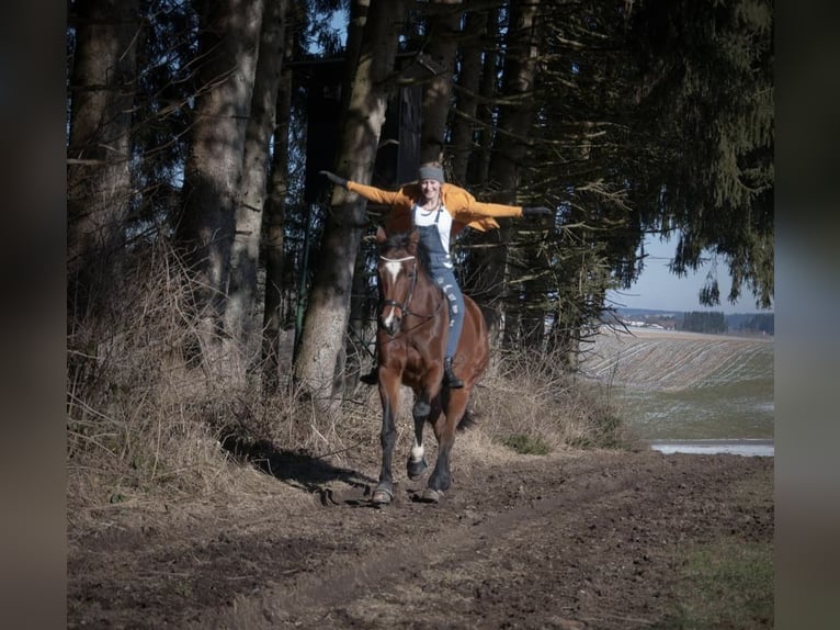 Bayerisches Warmblut Stute 14 Jahre 175 cm Brauner in Frankenburg