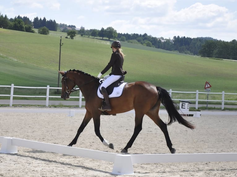 Bayerisches Warmblut Stute 14 Jahre 175 cm Brauner in Frankenburg