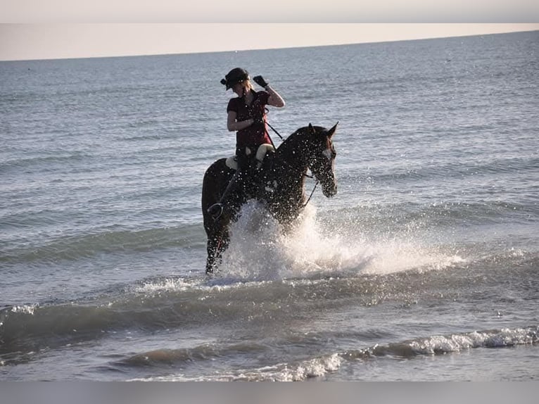 Bayerisches Warmblut Stute 14 Jahre 175 cm Brauner in Frankenburg am Hausruck