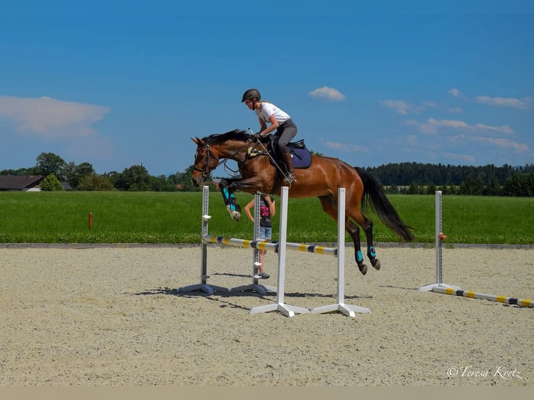 Bayerisches Warmblut Stute 14 Jahre 175 cm Brauner in Frankenburg am Hausruck