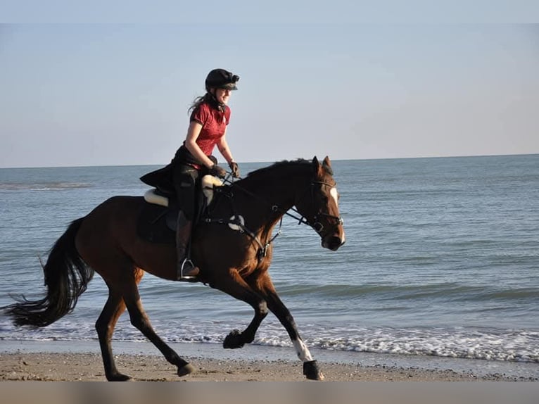 Bayerisches Warmblut Stute 14 Jahre 175 cm Brauner in Frankenburg am Hausruck