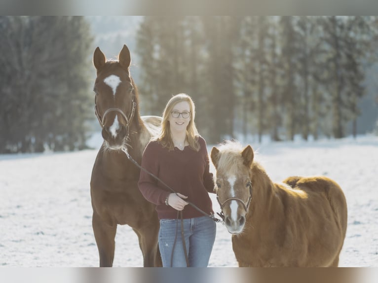 Bayerisches Warmblut Stute 14 Jahre 175 cm Brauner in Frankenburg am Hausruck