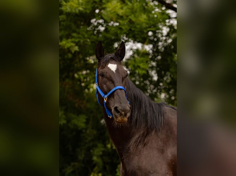 Bayerisches Warmblut Stute 14 Jahre 175 cm Rappe in Falkenberg