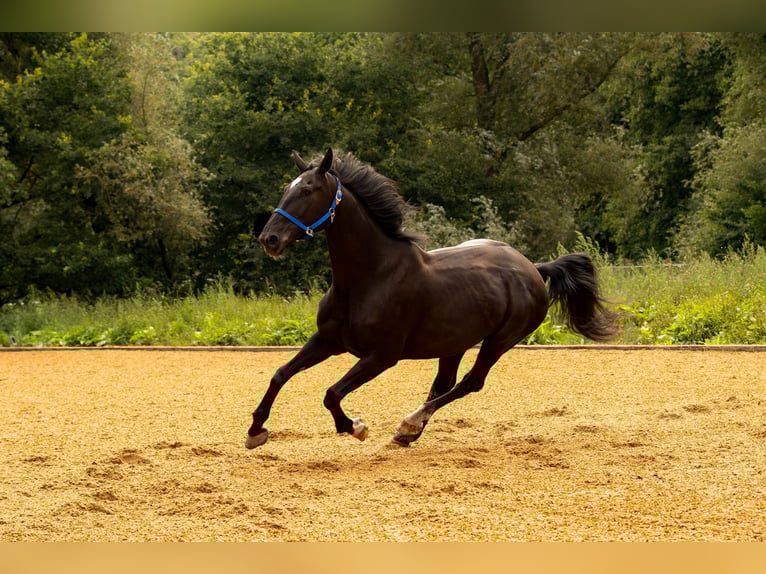 Bayerisches Warmblut Stute 14 Jahre 175 cm Rappe in Falkenberg