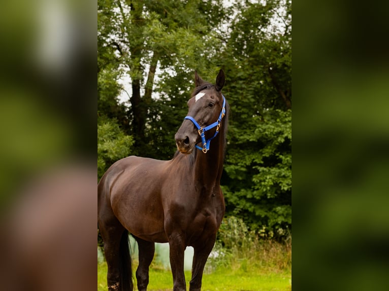 Bayerisches Warmblut Stute 14 Jahre 175 cm Rappe in Falkenberg