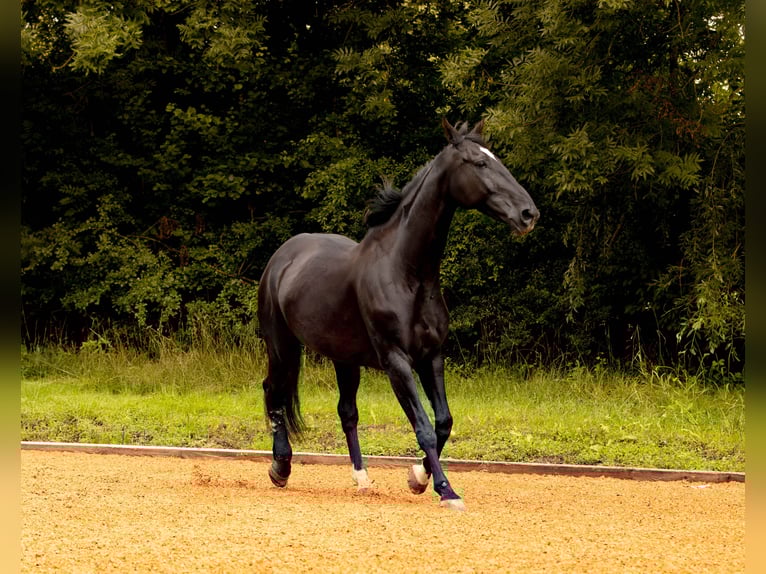 Bayerisches Warmblut Stute 14 Jahre 175 cm Rappe in Falkenberg