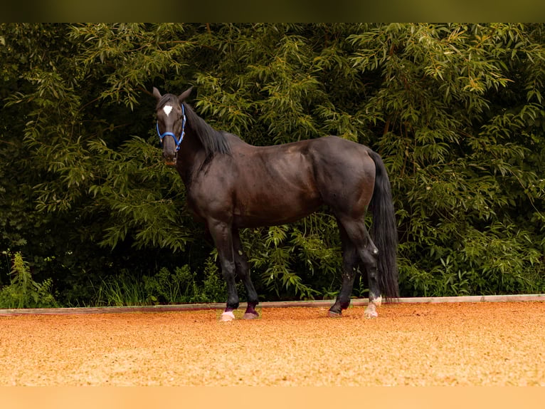 Bayerisches Warmblut Stute 14 Jahre 175 cm Rappe in Falkenberg