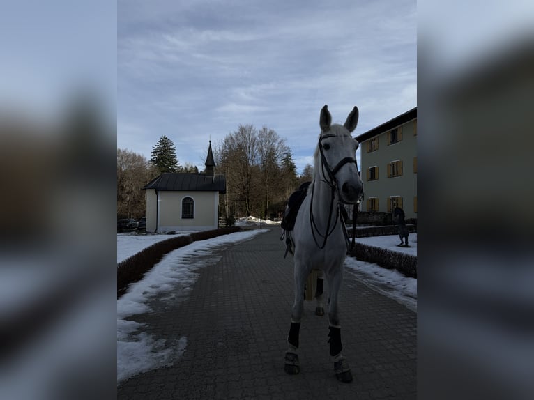 Bayerisches Warmblut Stute 14 Jahre 176 cm Fliegenschimmel in Eberfing