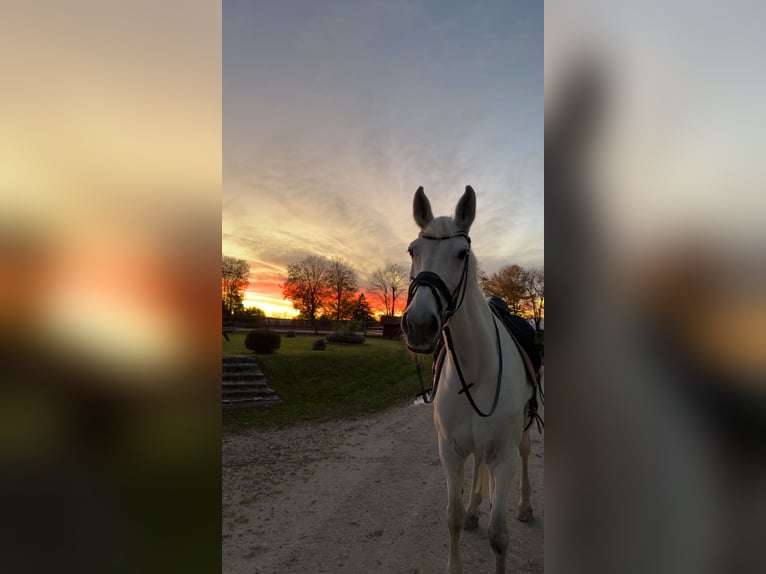 Bayerisches Warmblut Stute 14 Jahre 176 cm Fliegenschimmel in Eberfing