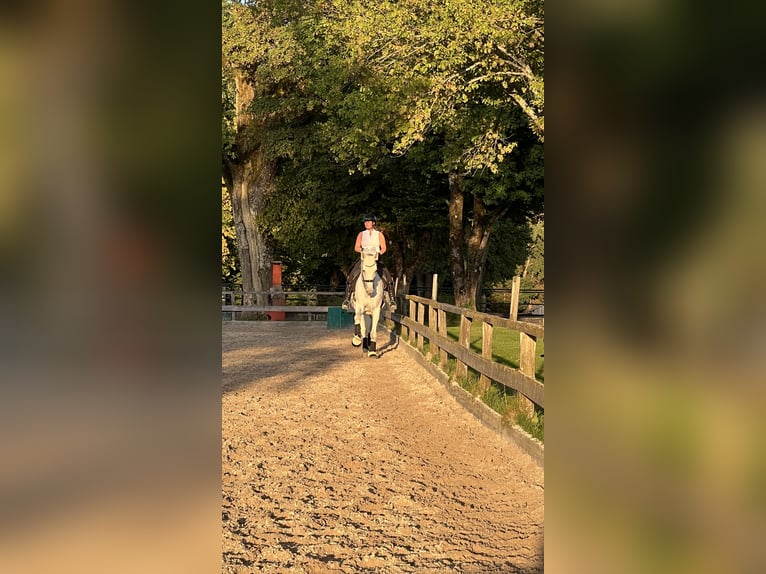 Bayerisches Warmblut Stute 14 Jahre 176 cm Fliegenschimmel in Eberfing