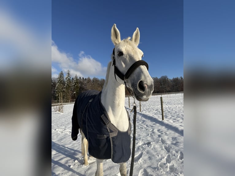 Bayerisches Warmblut Stute 14 Jahre 176 cm Fliegenschimmel in Eberfing