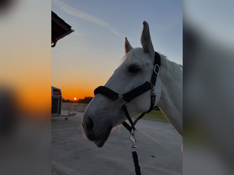 Bayerisches Warmblut Stute 14 Jahre 176 cm Fliegenschimmel in Eberfing