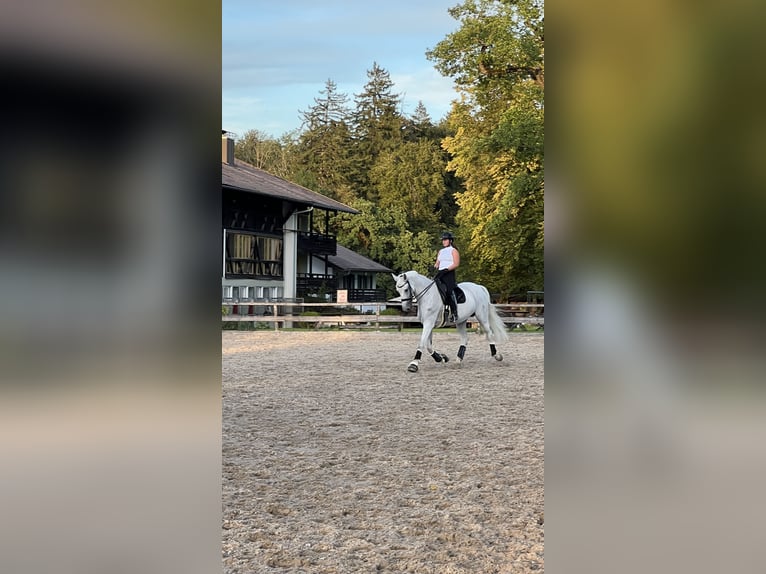 Bayerisches Warmblut Stute 14 Jahre 176 cm Fliegenschimmel in Eberfing