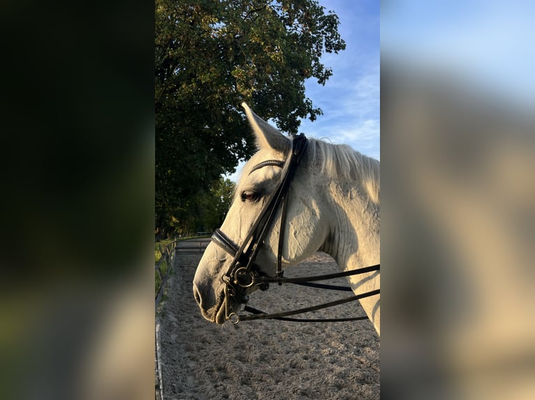 Bayerisches Warmblut Stute 14 Jahre 176 cm Fliegenschimmel in Eberfing
