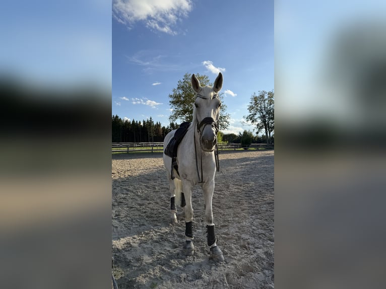 Bayerisches Warmblut Stute 14 Jahre 176 cm Fliegenschimmel in Eberfing