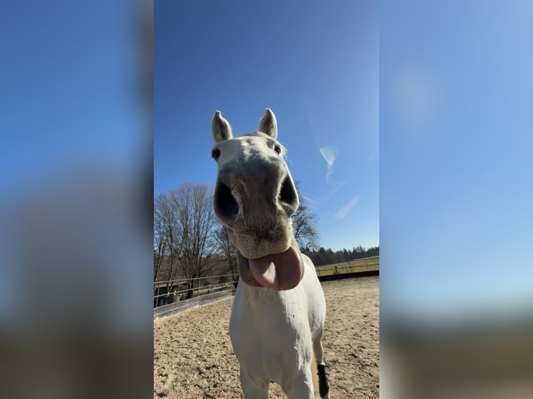 Bayerisches Warmblut Stute 14 Jahre 176 cm Fliegenschimmel in Eberfing
