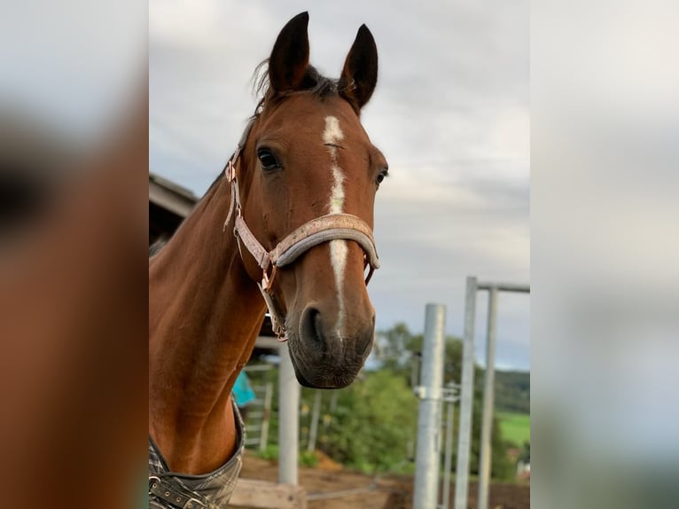 Bayerisches Warmblut Stute 15 Jahre 160 cm Brauner in Wimmersdorf