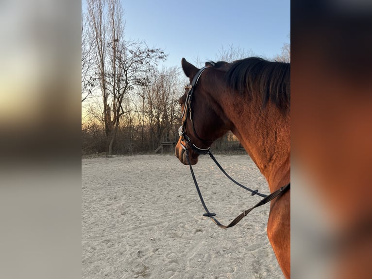 Bayerisches Warmblut Stute 15 Jahre 160 cm Brauner in Wimmersdorf