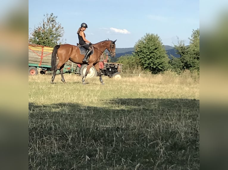 Bayerisches Warmblut Stute 15 Jahre 160 cm Brauner in Wimmersdorf