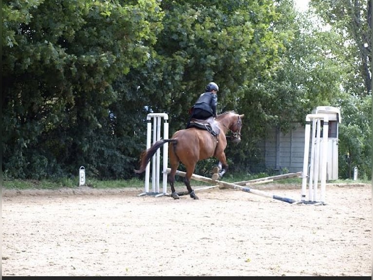 Bayerisches Warmblut Stute 15 Jahre 160 cm Brauner in Wimmersdorf