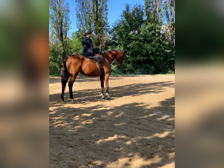 Bayerisches Warmblut Stute 15 Jahre 160 cm Brauner in Wimmersdorf
