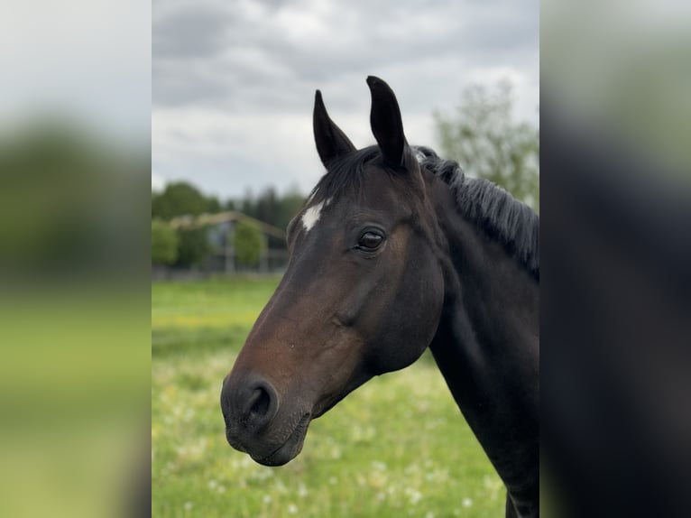Bayerisches Warmblut Stute 15 Jahre 160 cm Dunkelbrauner in Seebruck