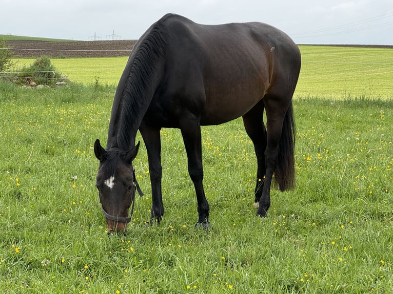 Bayerisches Warmblut Stute 15 Jahre 160 cm Dunkelbrauner in Seebruck