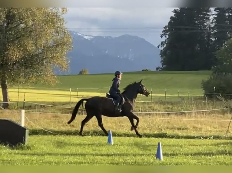 Bayerisches Warmblut Stute 15 Jahre 160 cm Dunkelbrauner in Seebruck
