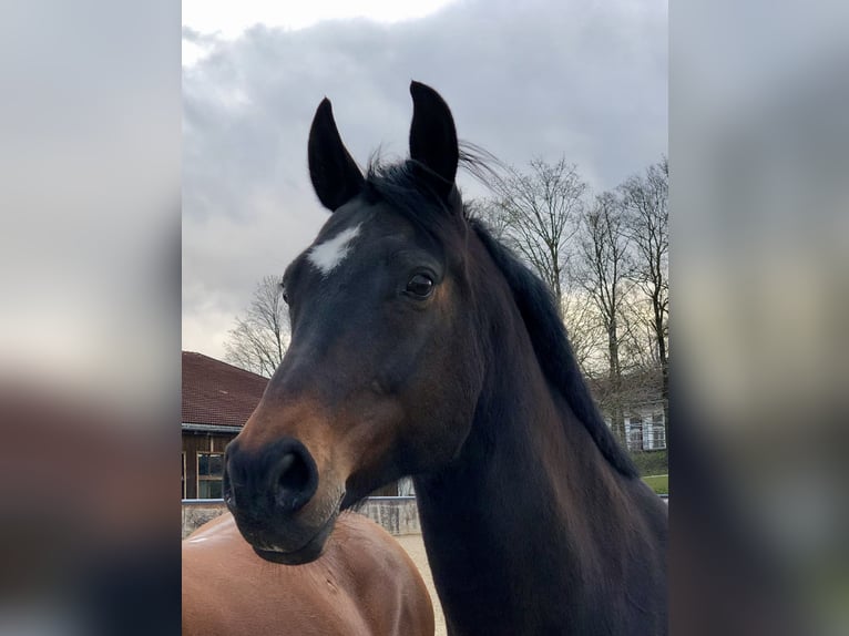 Bayerisches Warmblut Stute 15 Jahre 160 cm Dunkelbrauner in Seebruck