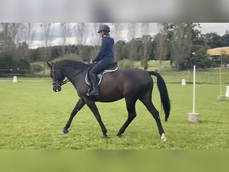 Bayerisches Warmblut Stute 15 Jahre 160 cm Dunkelbrauner in Seebruck