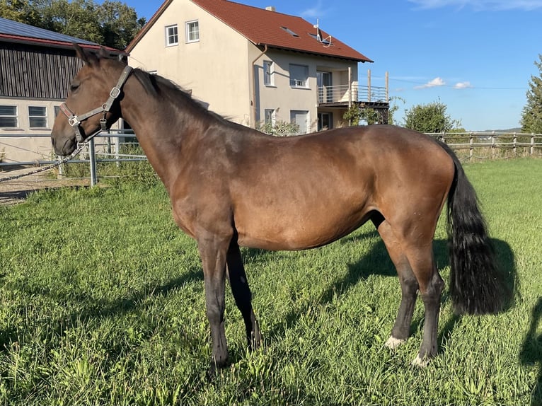 Bayerisches Warmblut Stute 15 Jahre 164 cm Brauner in Burgau