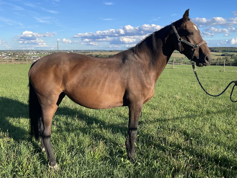 Bayerisches Warmblut Stute 15 Jahre 164 cm Brauner in Burgau