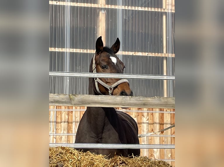 Bayerisches Warmblut Stute 15 Jahre 164 cm Brauner in Burgau