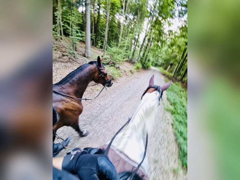 Bayerisches Warmblut Stute 15 Jahre 165 cm Brauner in LappersdorfLappersdorf