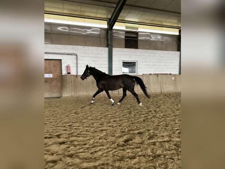 Bayerisches Warmblut Stute 15 Jahre 165 cm Dunkelbrauner in Bad blumau