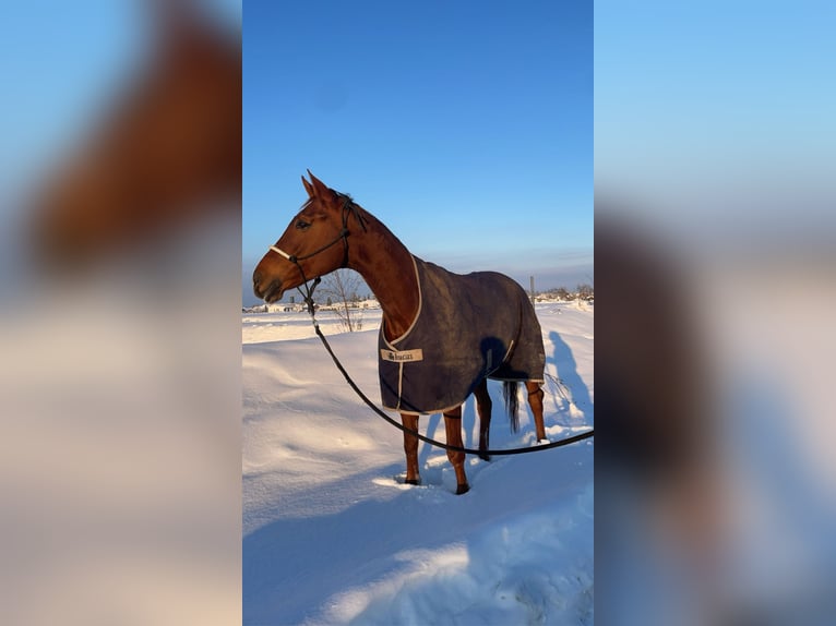 Bayerisches Warmblut Stute 15 Jahre 166 cm Fuchs in Pocking