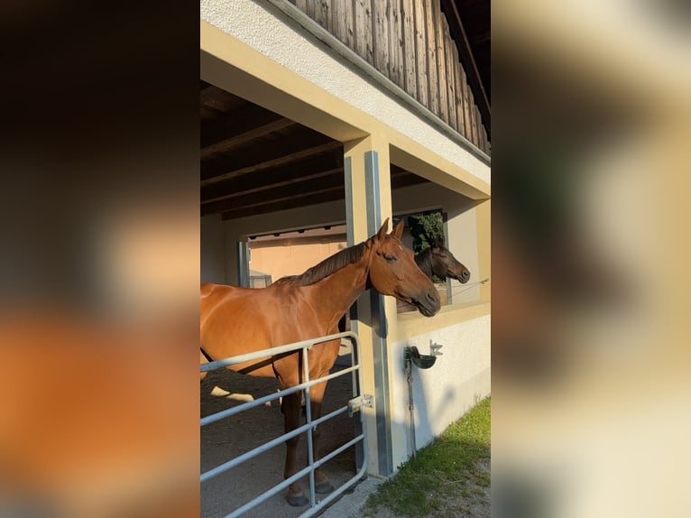 Bayerisches Warmblut Stute 15 Jahre 166 cm Fuchs in Pocking
