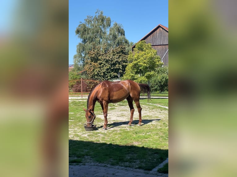 Bayerisches Warmblut Stute 15 Jahre 166 cm Fuchs in Pocking