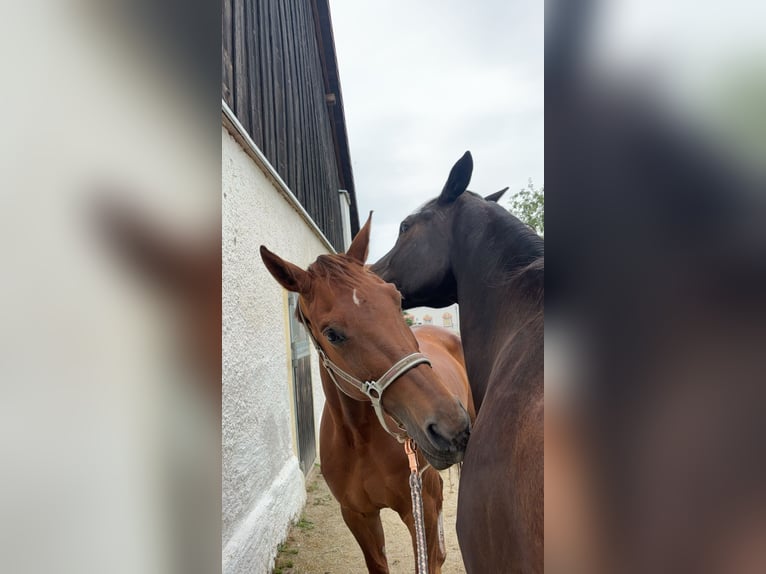 Bayerisches Warmblut Stute 15 Jahre 166 cm Fuchs in Pocking