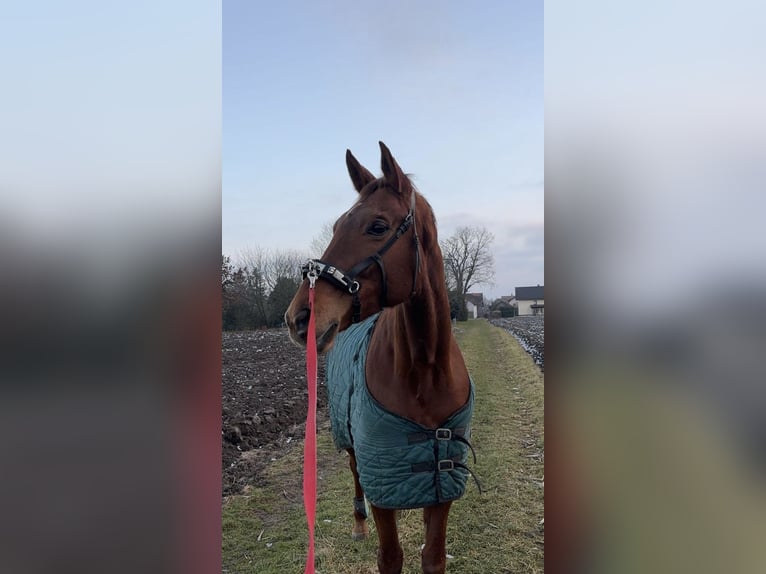 Bayerisches Warmblut Stute 15 Jahre 166 cm Fuchs in Pocking